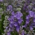 Lavandula angustifolia 'Batland' -- Lavendel